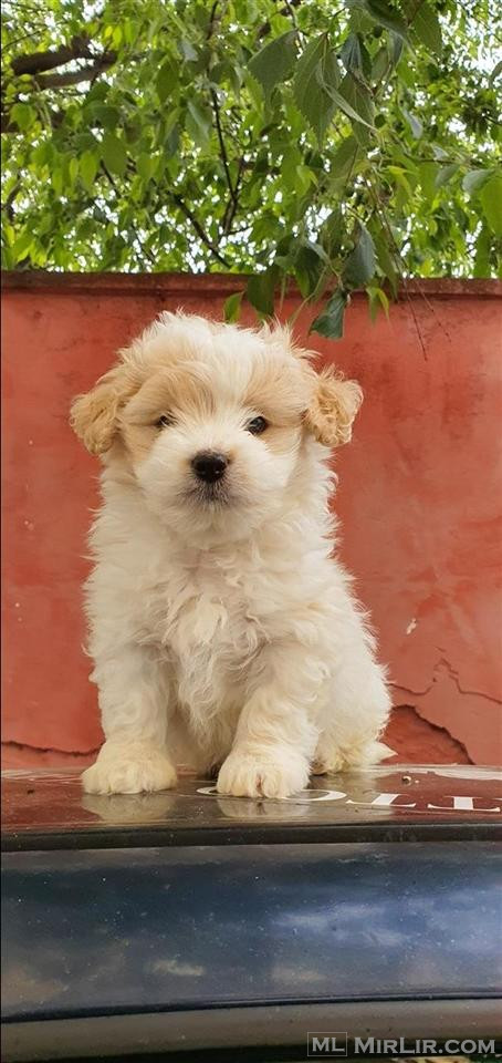 Maltez