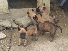 Pastor belg malinois