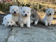 Akita inu