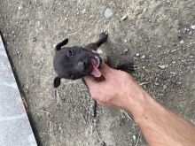 Urgjent shitet klyshi pitbull fm