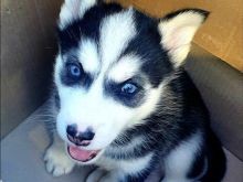 Hasky