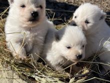 mini spitz