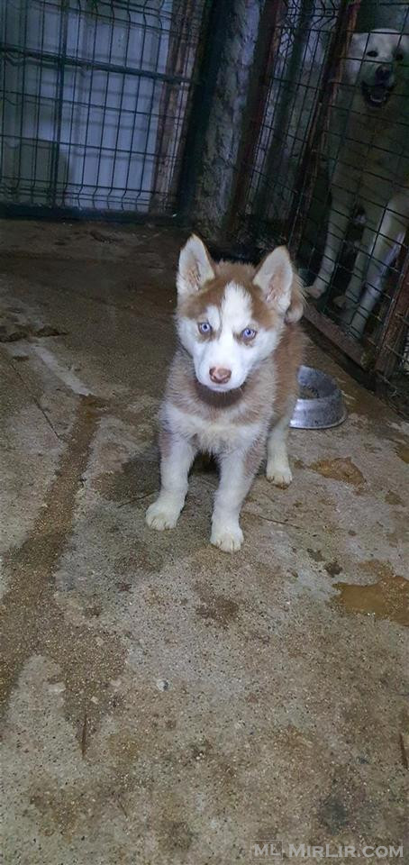 Hasky 