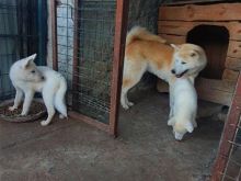 Akita