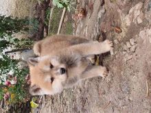 Akita