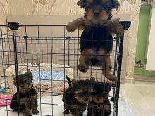 Kemi këlyshë të bukur Yorkie për shitje