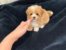 Kemi këlyshë të bukur maltipoo për shitje.