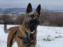Belgian Malinois per adoptim