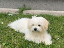 Shitet Shi tzu
