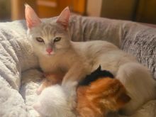 Mace kotele turkish angora