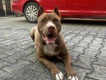 Pitbull 10 muaj F