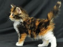 Mace kotele turkish angora