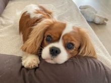 Këlyshë Cavalier King Charles
