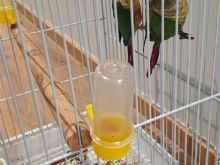 Pappagallo  Conuro guance verdi