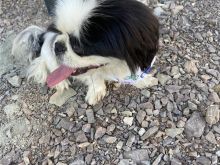 Bubi  i adaptuar për shpi
