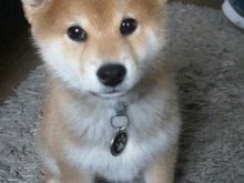 Qenush të Adhurueshëm Shiba Inu