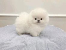 Pomeranian i Regjistruar në KC