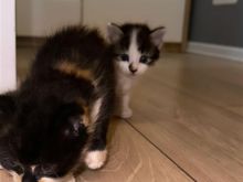 Mace turkish angora