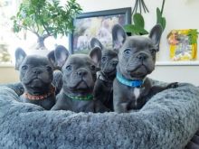 Këlyshë të bukur dhe të mrekullueshëm të racës Bulldog Francez