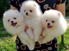 Këlyshë pomeranian të bukur dhe të mrekullueshëm