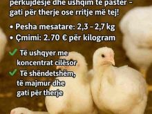 Zogj broler