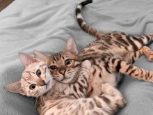 Kam kotele të argjendta Bengal të plota për shitje,