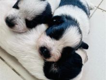 Chihuahahuha