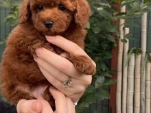 Toy Poodle