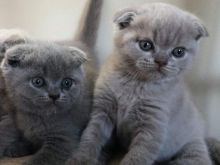 Kotele Scottish Fold
