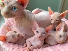 Kotele të bukura Sphynx..