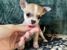 Shes Chihuahua mini