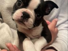 Këlyshë të Qenve Boston Terrier në dispozicion