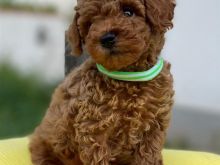 Toy Poodle