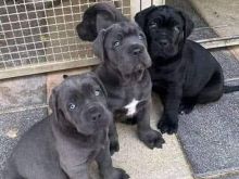 Këlyshë Cane Corso Qenushë \"Corso sotto