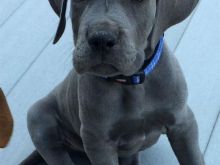 Këlysh i racës Great Dane për shitje