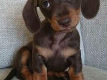 Qenush dachshund të adhurueshëm.