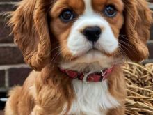 Këlyshë të bukur 10 javësh, Femër dhe Meshkuj Cavalier King