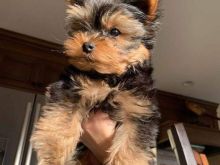 Qenusha Yorkie të adhurueshme duke kërkuar një shtëpi të das