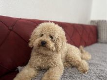 qen Poodle Toy