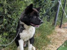 SHITET AMERIKAN AKITA 8MUAJSH MASHKULL RAC E PASTER ME PEDIG