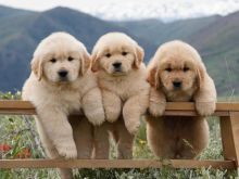 Qeni Golden Retriever