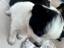 Chihuhahuha me maltez
