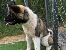 SHITET AKITA AMERICAN 8 MUAJSH GJINIA FEMER ME PEDIGRE RAC E