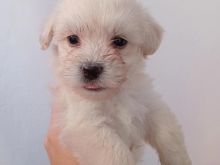 Shitet kelysh maltese