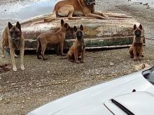 Okazion Malinois Belg 100%