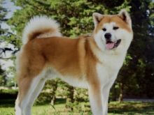 Akita dog origjinal