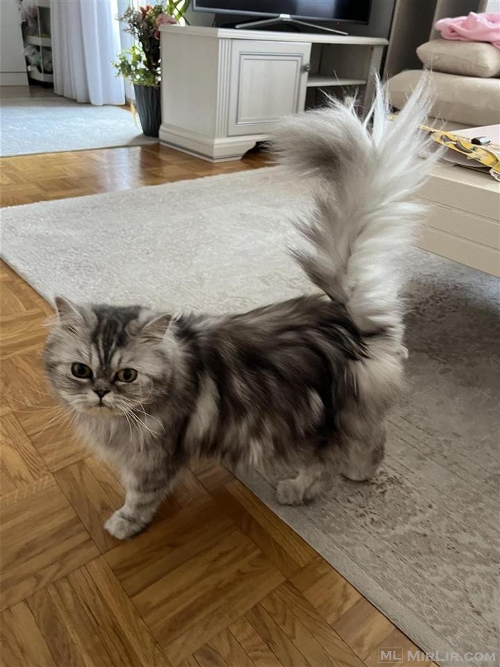 Mace persiane