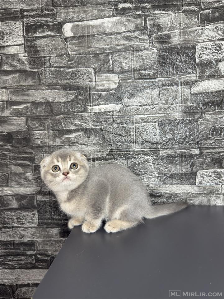 Scottish Fold