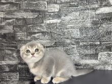 Scottish Fold