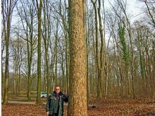 Kerkoj  Corylus colurna Linné feliza e lejthia